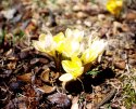 Yellow Crocus