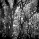 backyard scene 041413