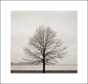 Tree at Croton Point