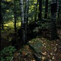 McLeod Pond # 1