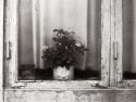 Rose and Window