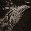 Driftwood, French beach