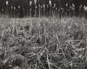 Cattails