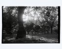 Walnut Orchard, Morning