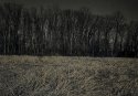Treeline