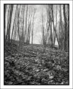 Old Path (pinhole)