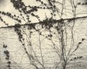 Vines and Brick Wall