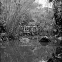 Pond