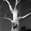 White Tree, Franklin Square, Washington DC