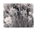 Daffodils - X-ray film