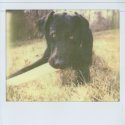 dog with bone