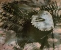Eagle 2