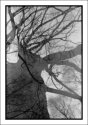 Trees - double exposure (Pinhole)