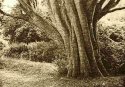 Tree lith