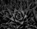Aloe Brevifolia