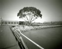 Tree, Bay Trail