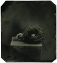 Bird nest & skull