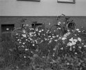First roll developed