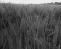 First roll developed