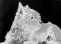 Solarized Dog