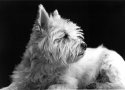 Solarized -Not  Dog