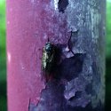 Cicada