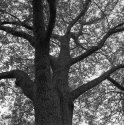 Oak
