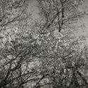 Springtime Apple Blossoms - img167