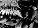 Hostas and fern