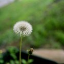 Dandelion