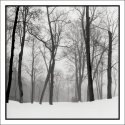 Fog Forest (print)