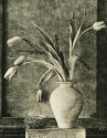 tulips 1