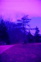 Crooked Tree