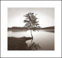 Lonely Tree