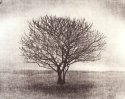Intertwined Trees