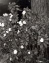 Flowers, Evans Hall