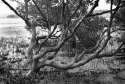 mangrove