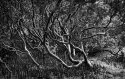 Another mangrove shot