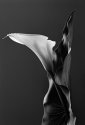 Calla and Leaf