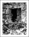IVY WINDOW
