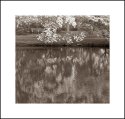 Dogwood Morning