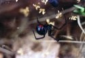 Shy Widow