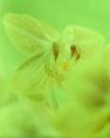 Mother's Day Orchid