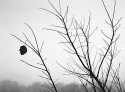 Last leaf.