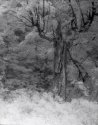 Grand Tree IR Photostock 2013