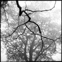 Branch, Foggy Morning; Photostock 2013