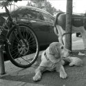 Waiting for My Owner