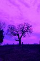 Stately Tree