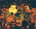 Trillium