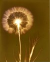 Goats Beard
